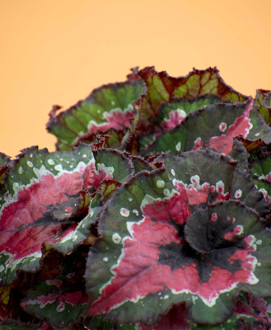 Begonia rex 'macarena'