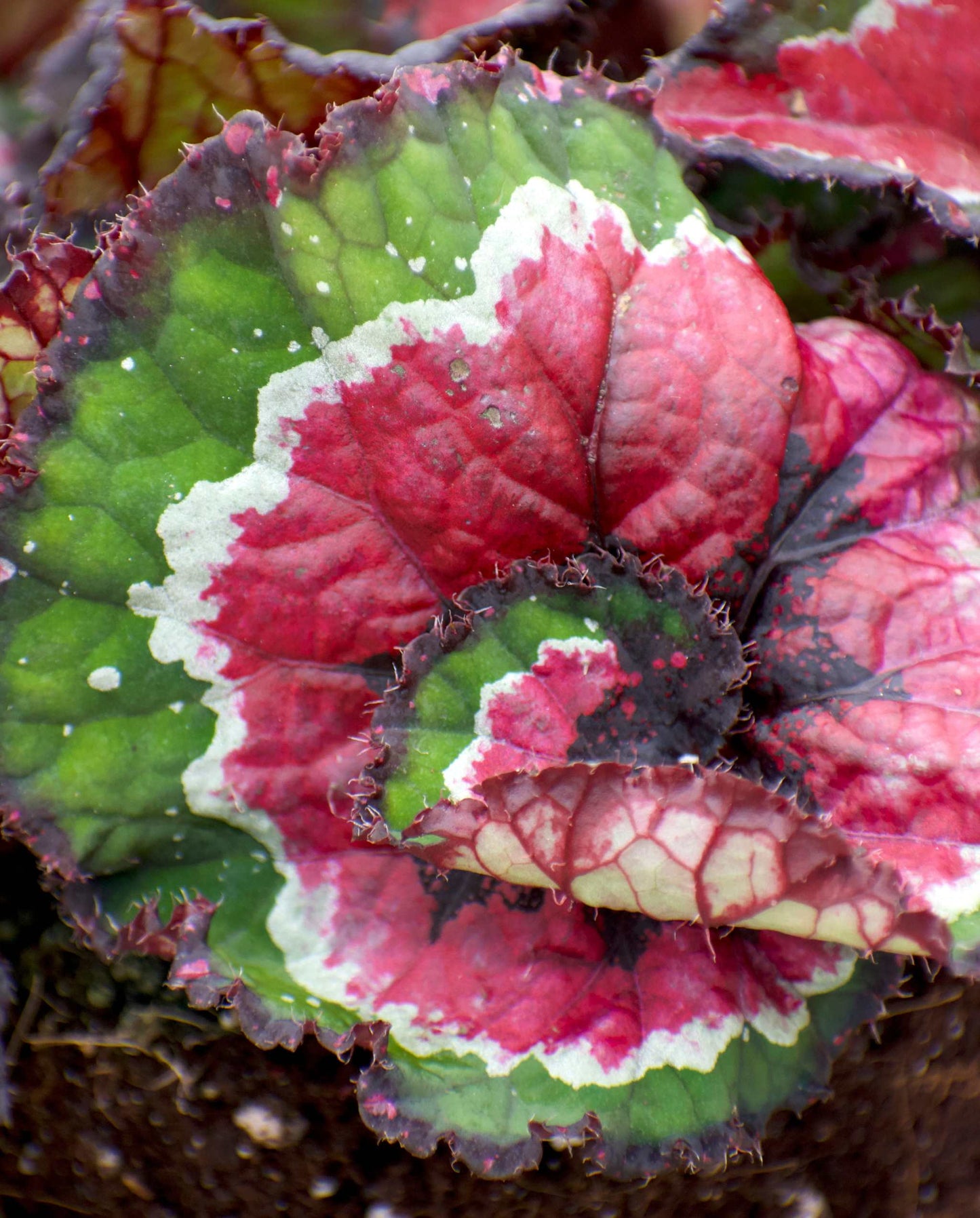 Begonia rex 'macarena'
