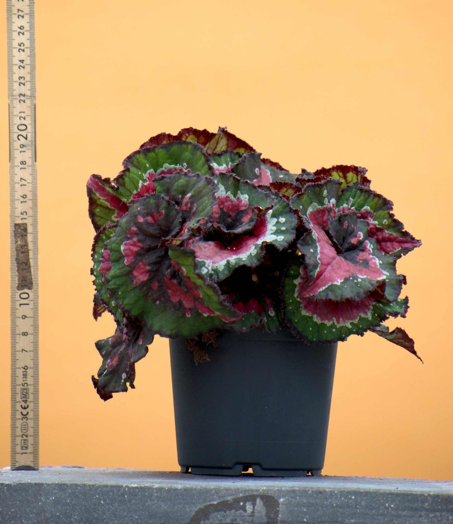 Begonia rex 'macarena' storlek