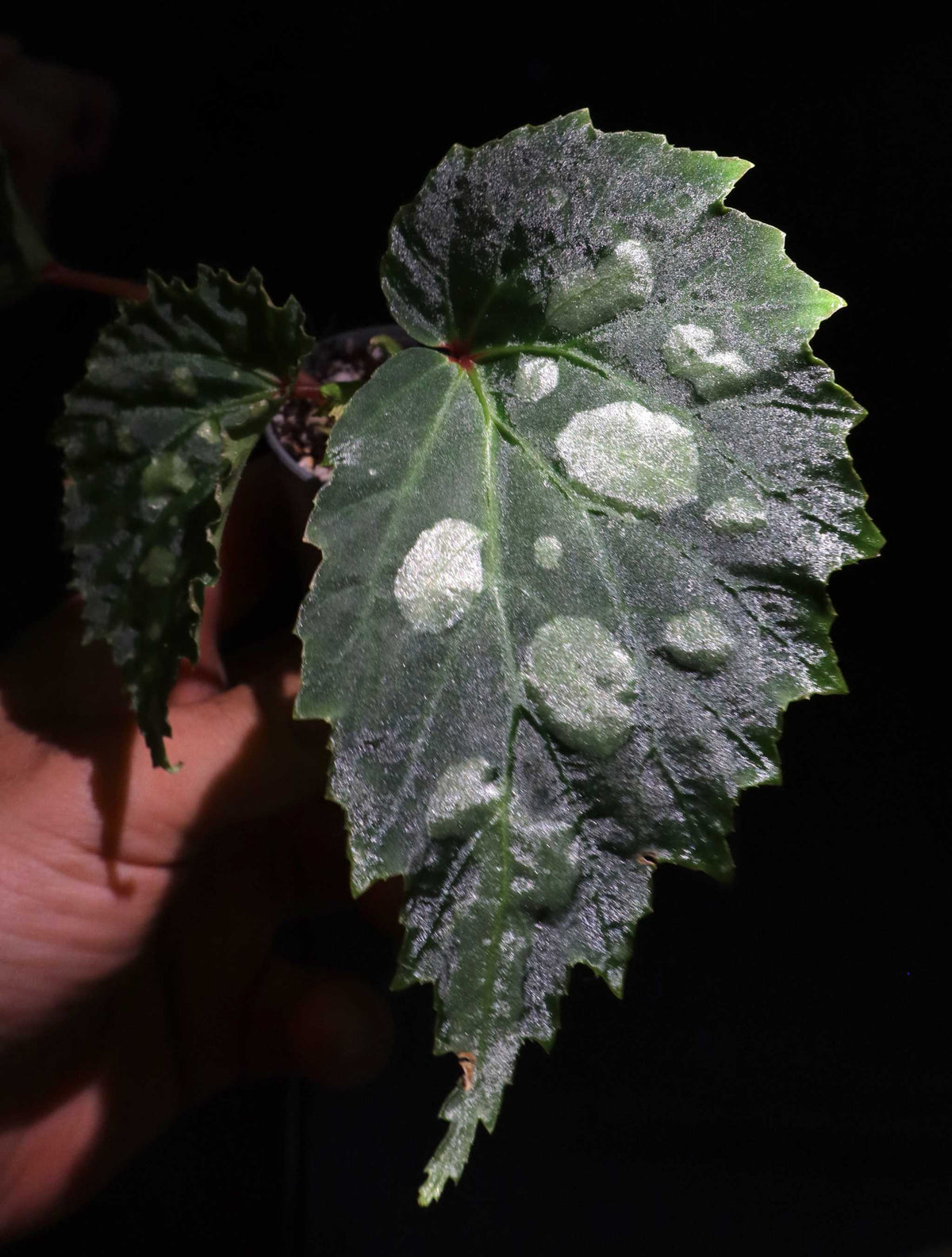 Begonia sp. Mantuk