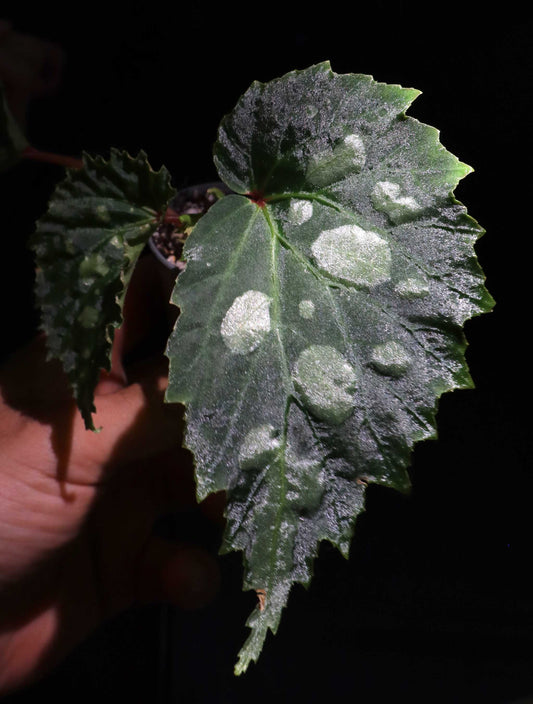 Begonia sp. Mantuk