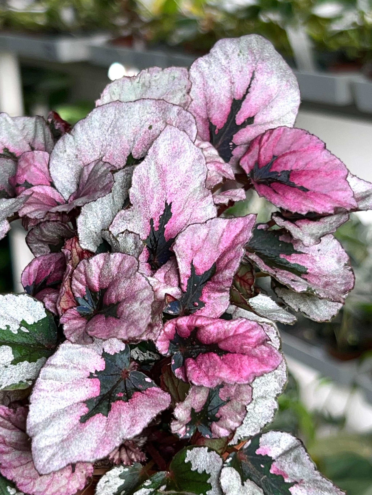 Begonia rex 'indian summer'