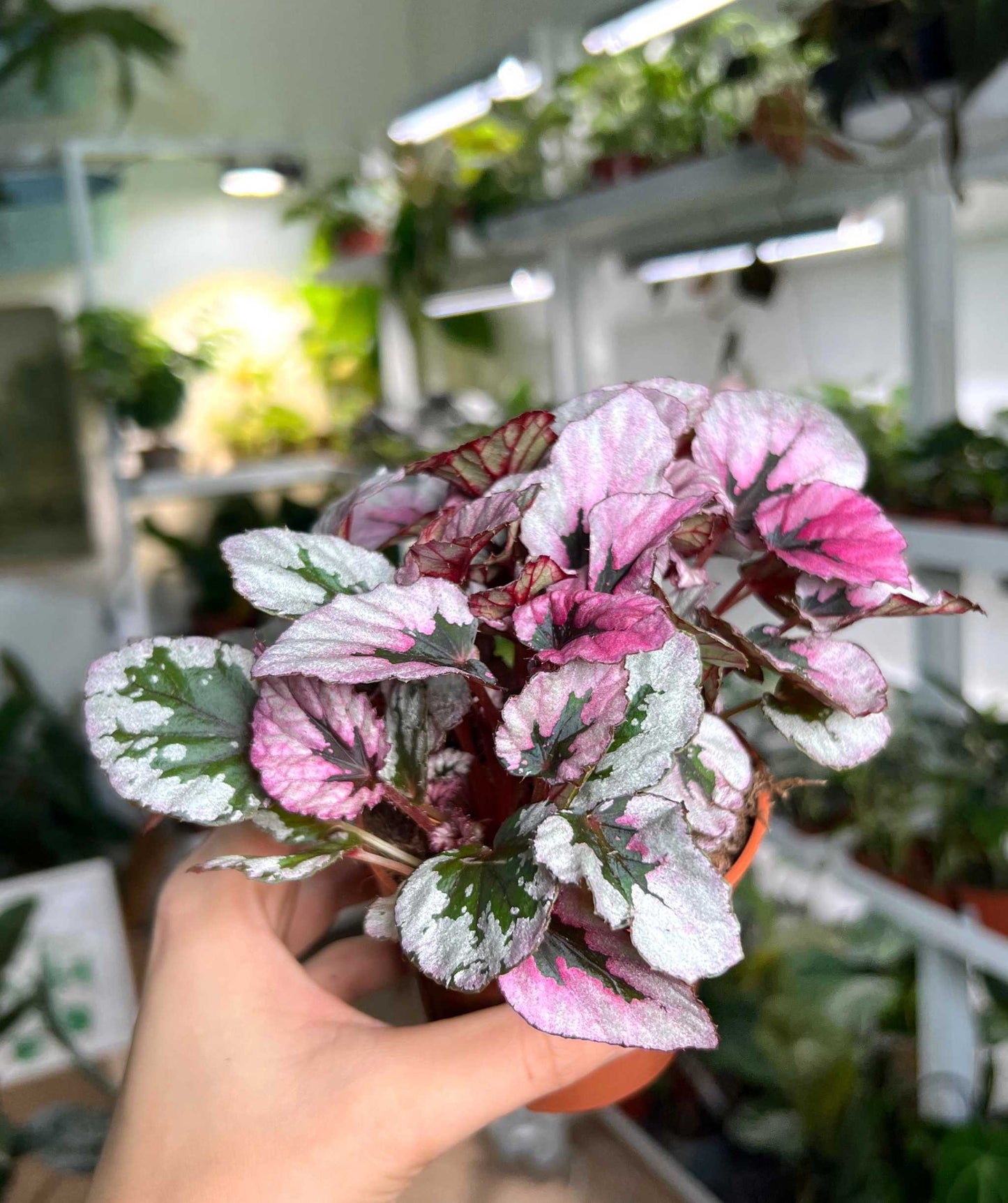 Begonia rex 'indian summer'