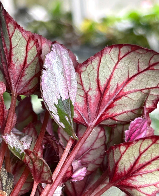 Begonia rex 'indian summer'