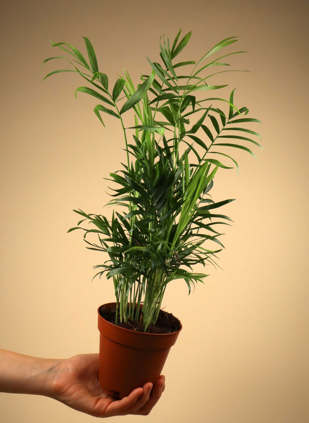 Bergpalme 'Chamaedorea elegans'