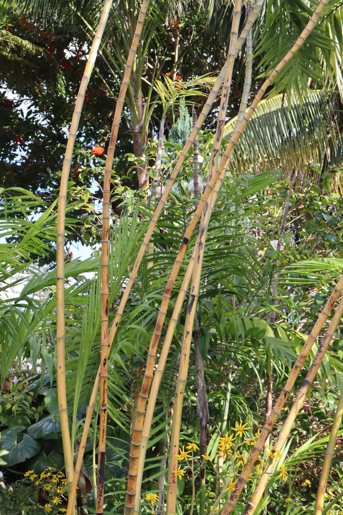 Bergpalme 'Chamaedorea elegans'