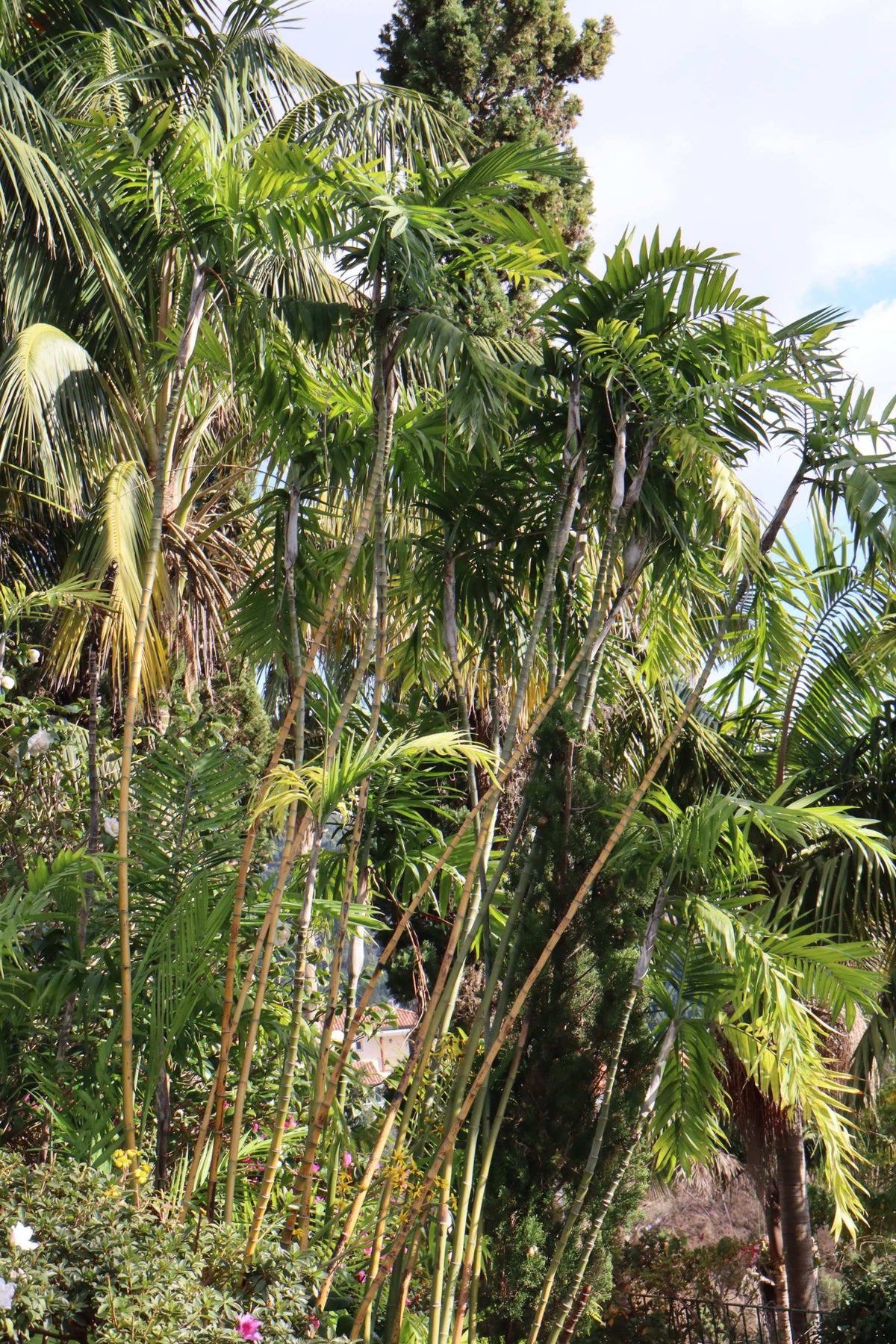 Bergpalme 'Chamaedorea elegans'