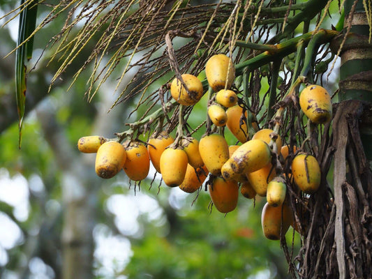 Areca catechu | Betelpalm