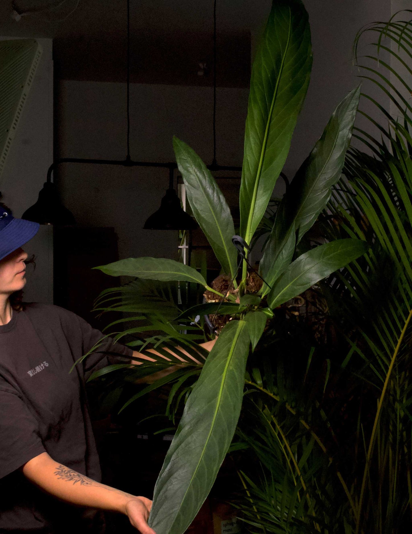 Anthurium pendulifolium x cubense 'Big Bill'