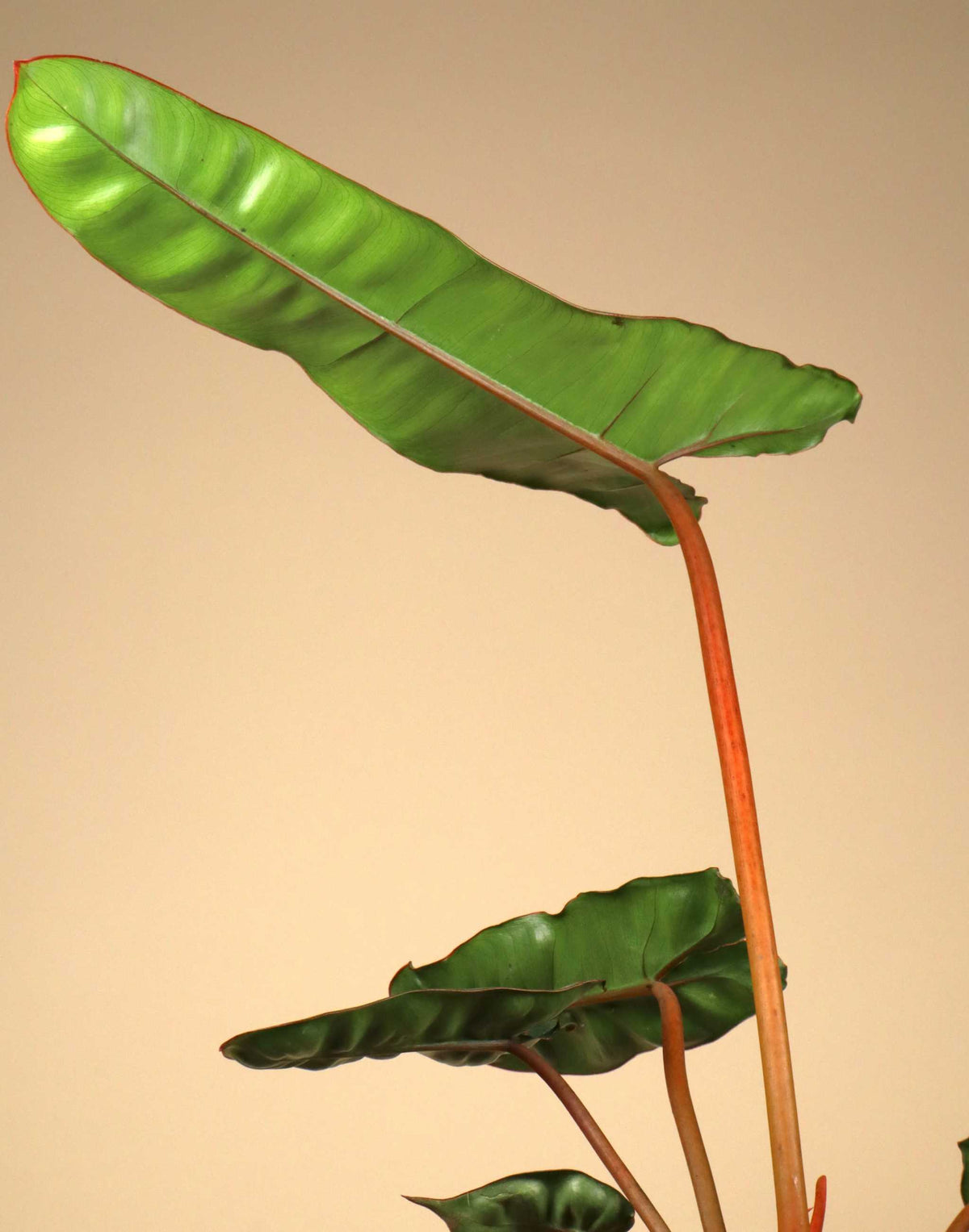 Philodendron billietiae