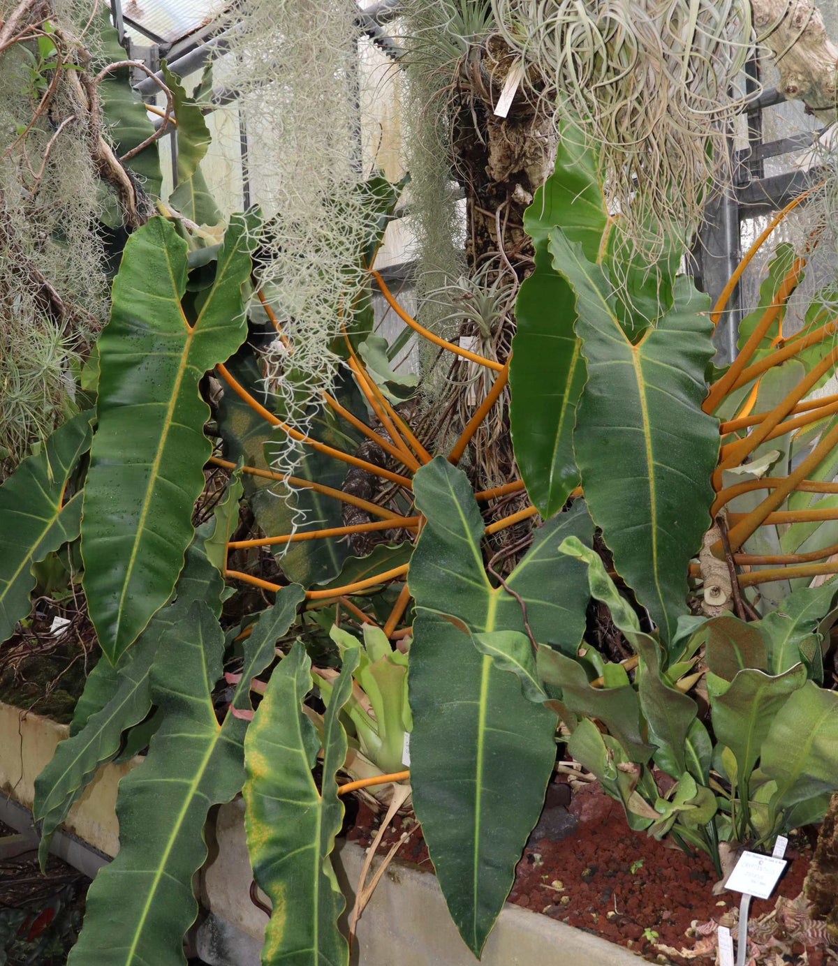 Philodendron billietiae
