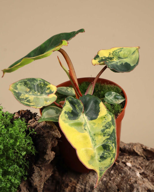 Philodendron billietiae Variegata
