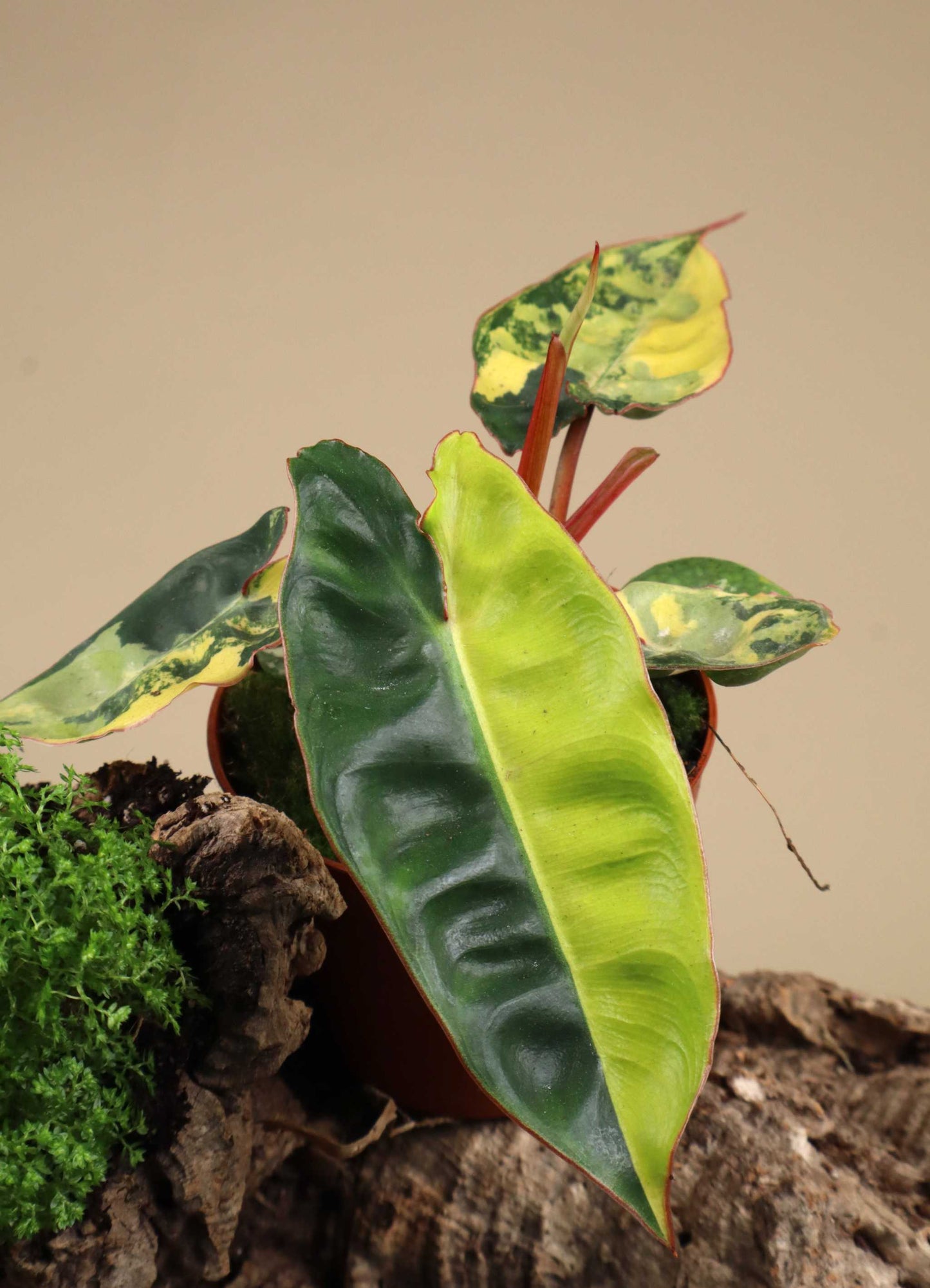 Philodendron billitiae Variegata - Vorbestellung