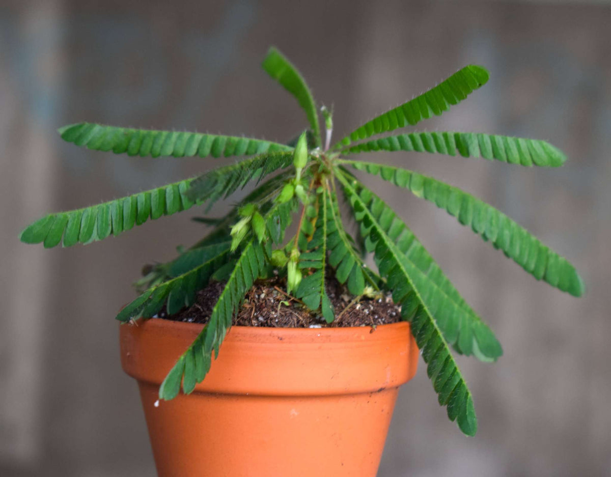 Biophytum sensitivum | Miniature palm
