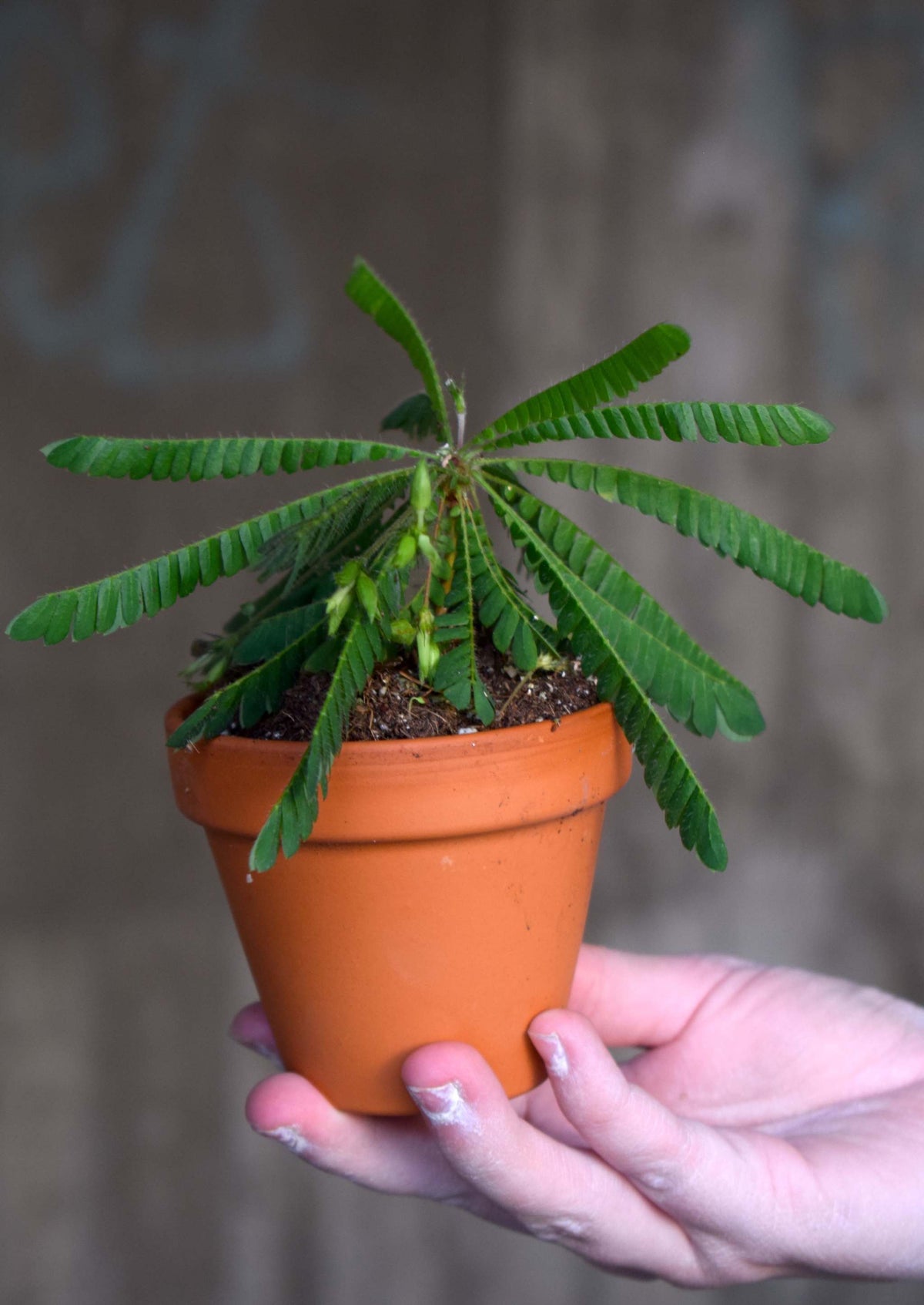 Biophytum sensitivum | Miniature palm