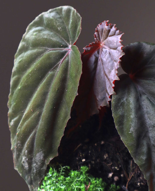 Begonia sp. Black Blood