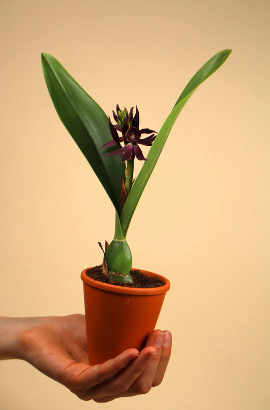 Guarechea Miva Etoile Noire ‘Black Comet’