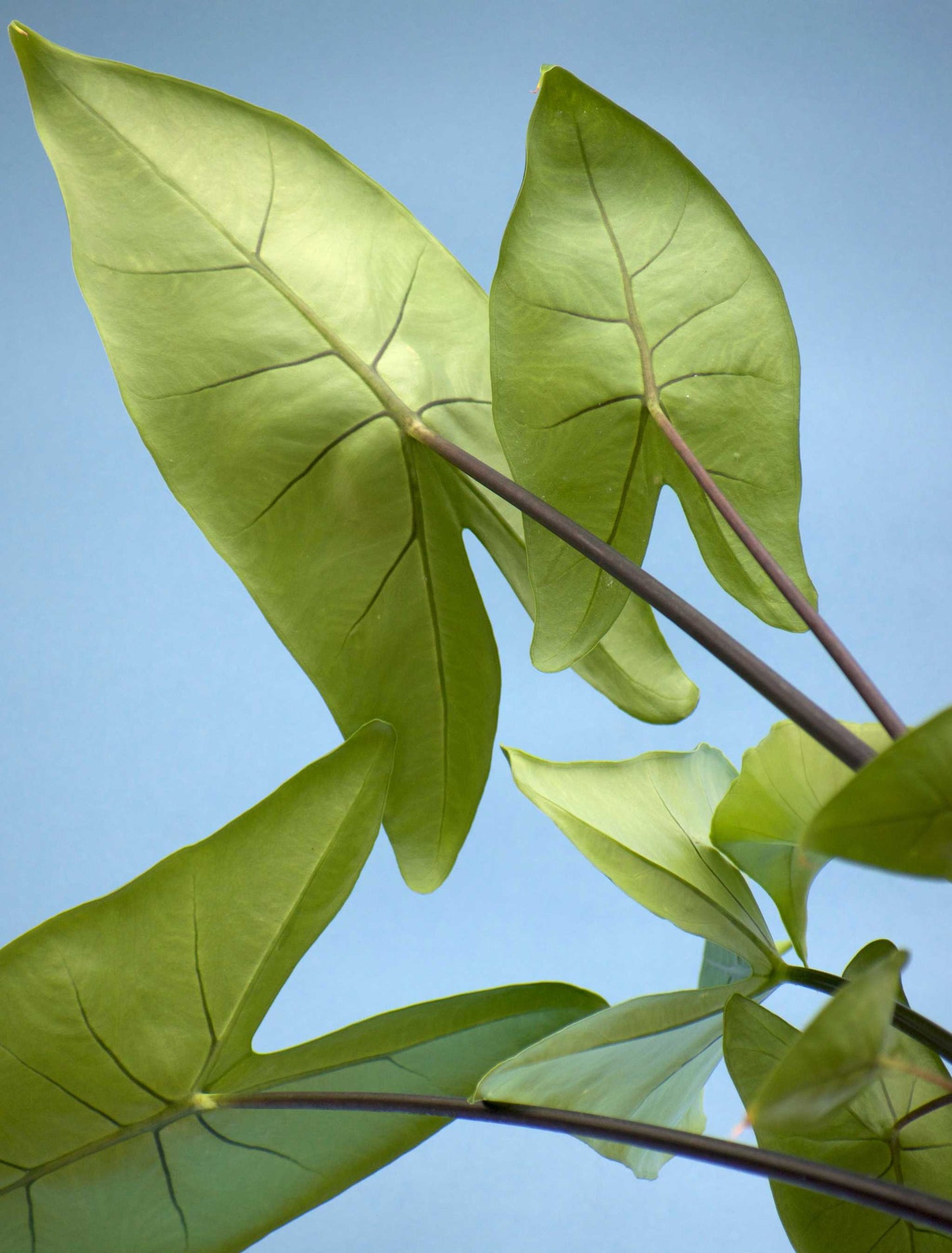 Alocasia zebrina 'black stem'