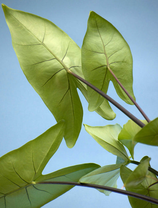 Alocasia zebrina 'black stem'
