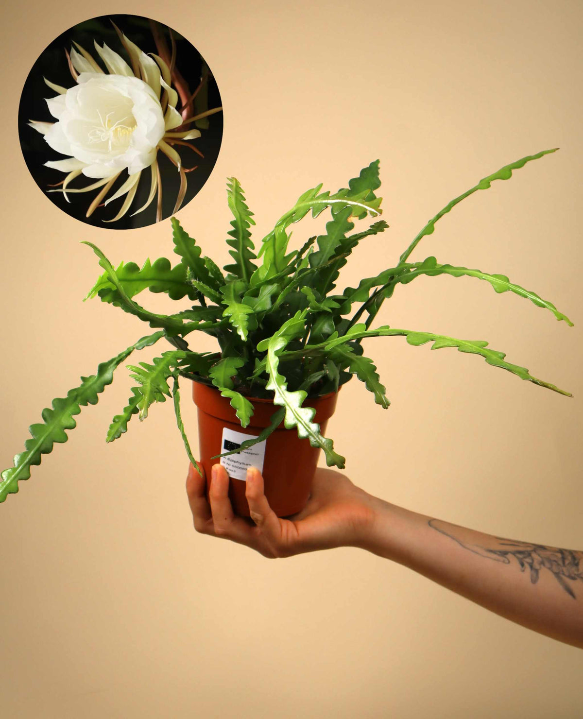 Epiphyllum anguliger | Fishbone Cactus