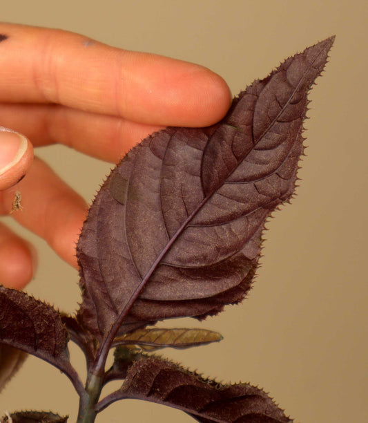 Ardisia gigantifolia