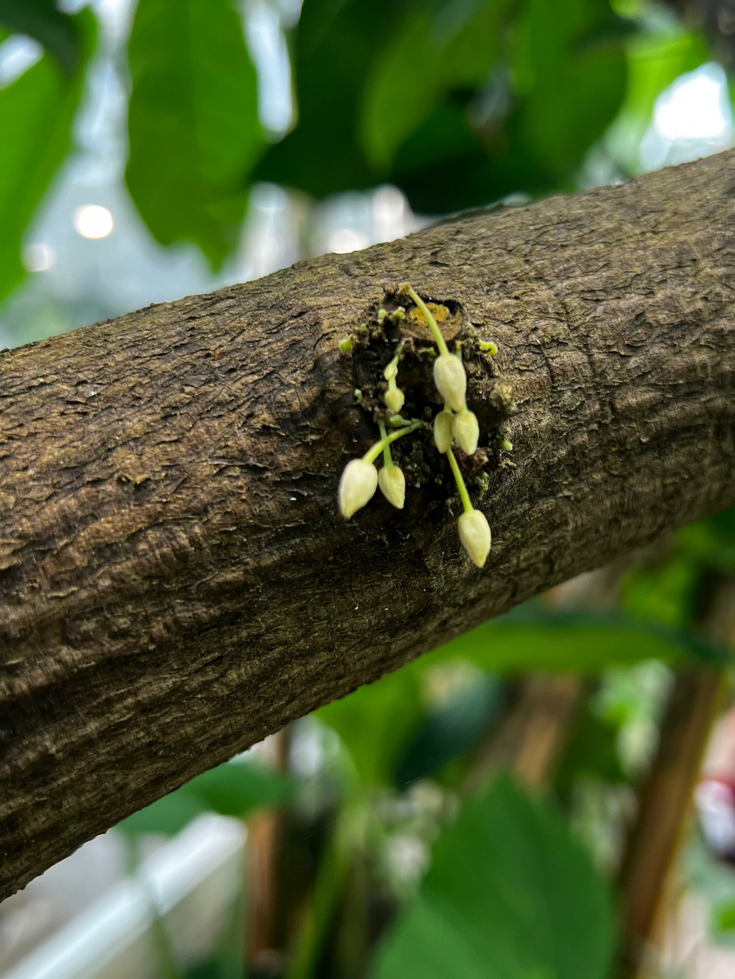 Kakaoträd 'Theobroma cacao'