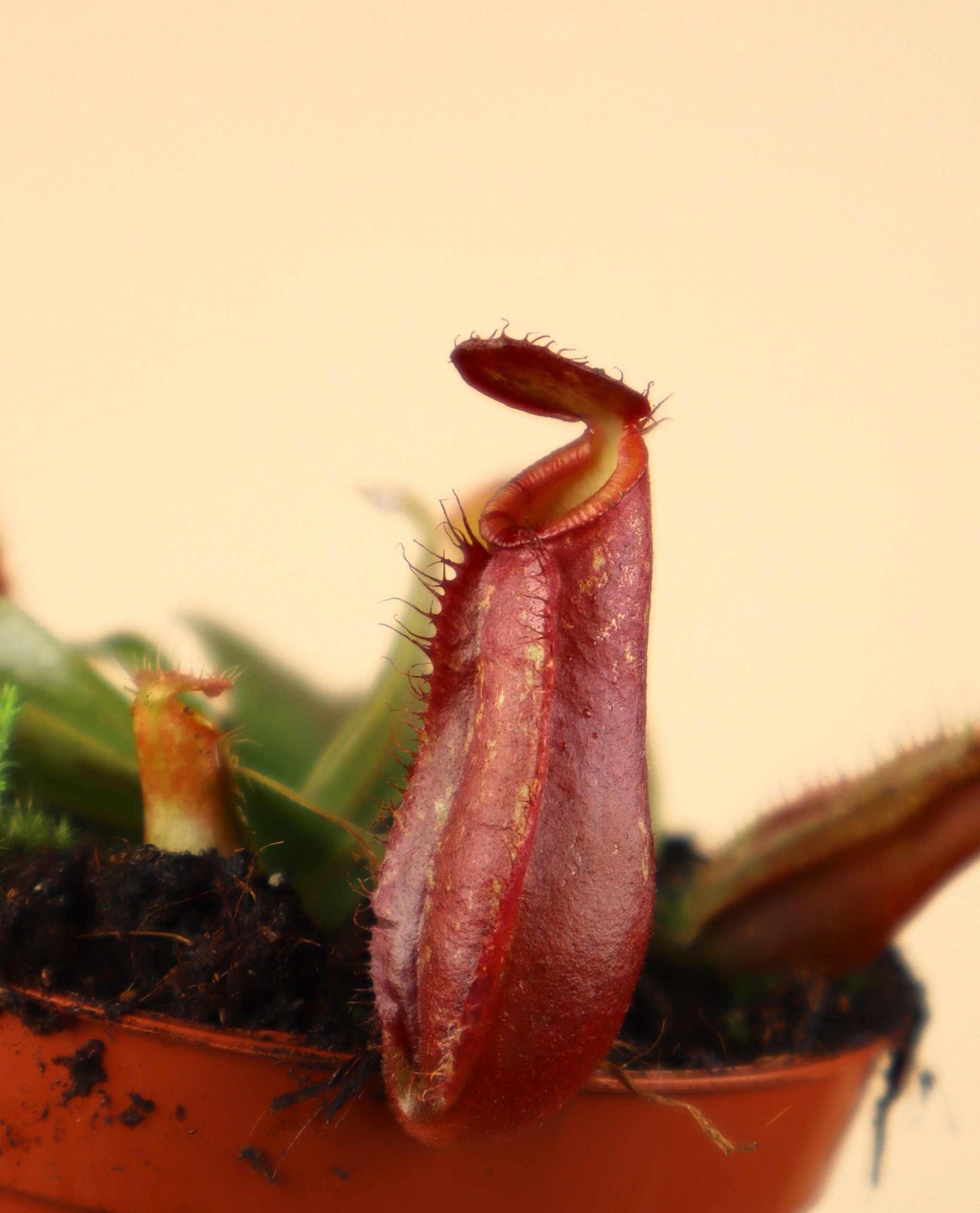 Nepenthes x Bloody Mary