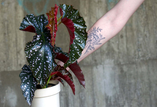 Begonia 'Cracklin' Rosie'