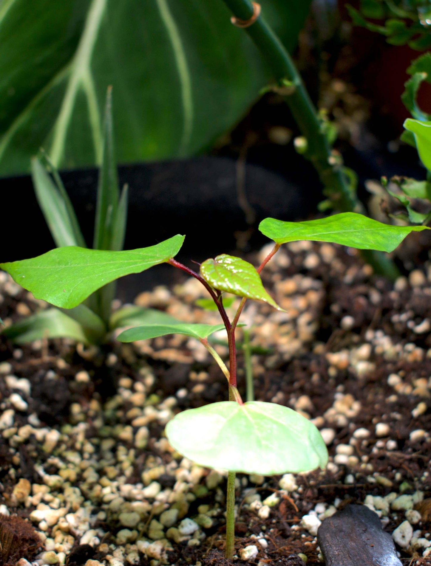 Westindischer Baumwollbaum, 'Gossypium Barbadense'
