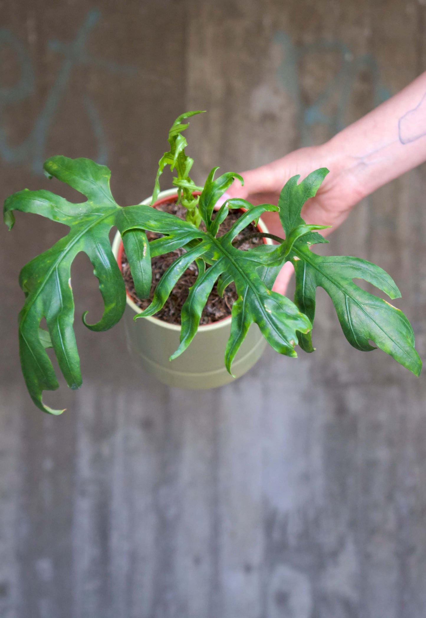 Alocasia Brancifolia