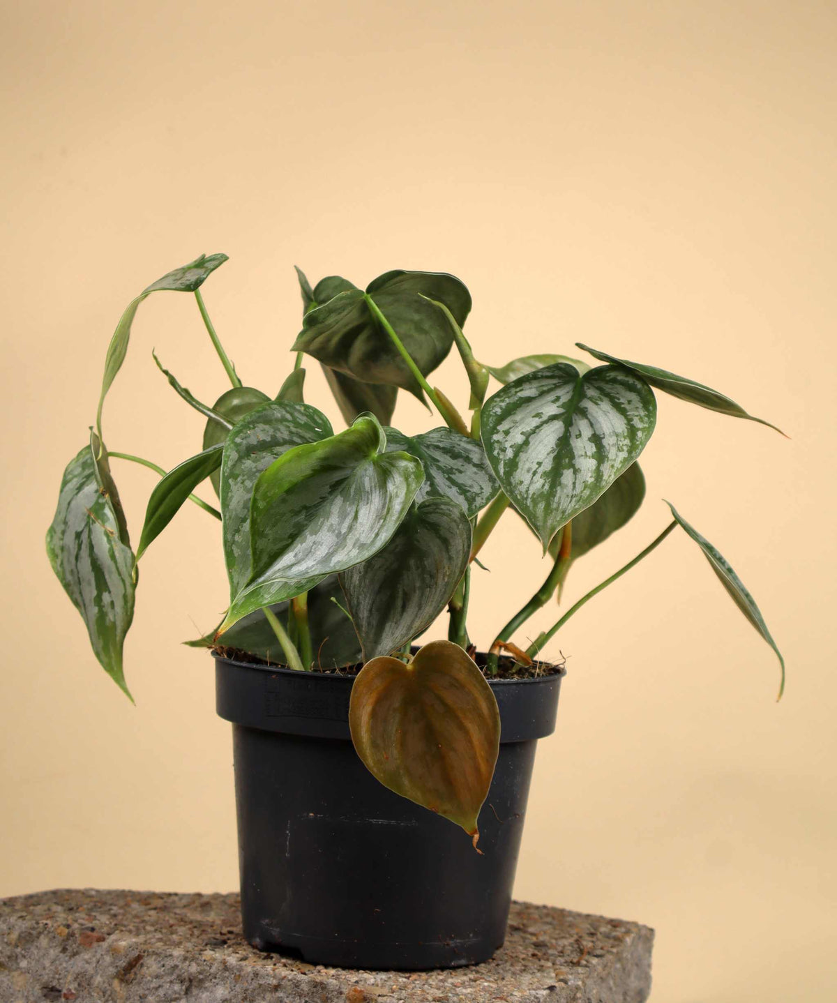 Philodendron brandtianum