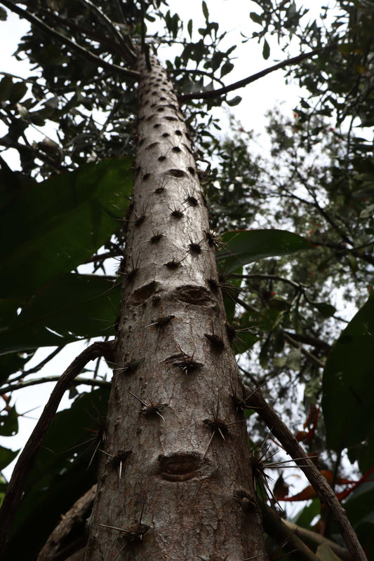 Brasiliopuntia 'Brazilian prickly pear' (edible fruits)