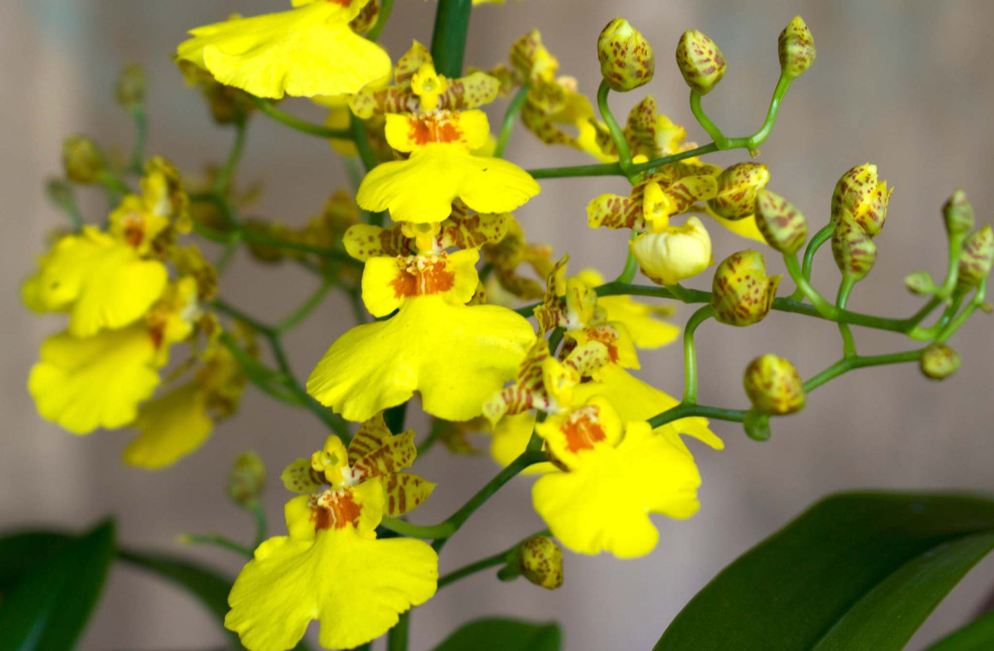 Oncidium Orkidé