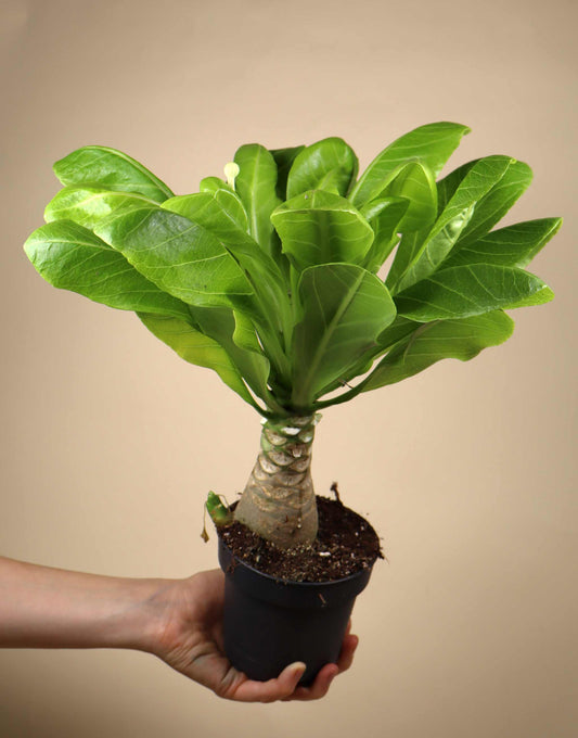 Brighamia insignis | Hawaiian palm