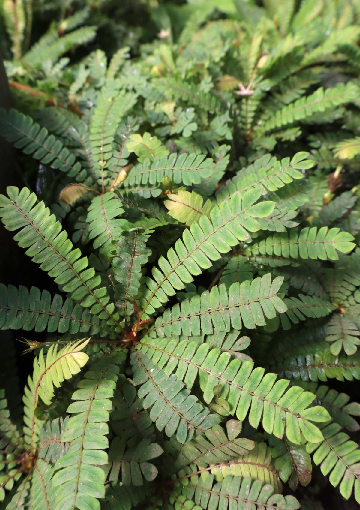 Biophytum sensitivum | Miniature palm