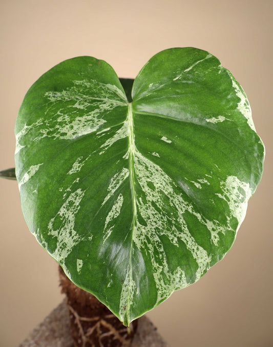 Monstera deliciosa 'Bulbasaur'