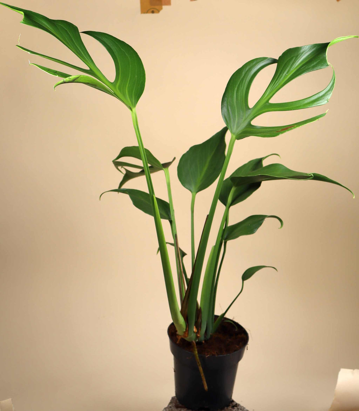 Monstera Burle Marx Flame