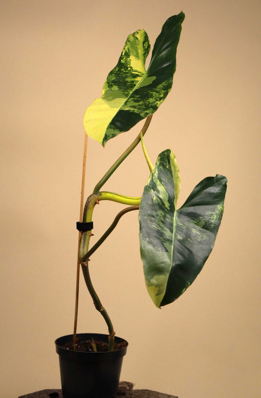 Philodendron 'Burle Marx Variegata'