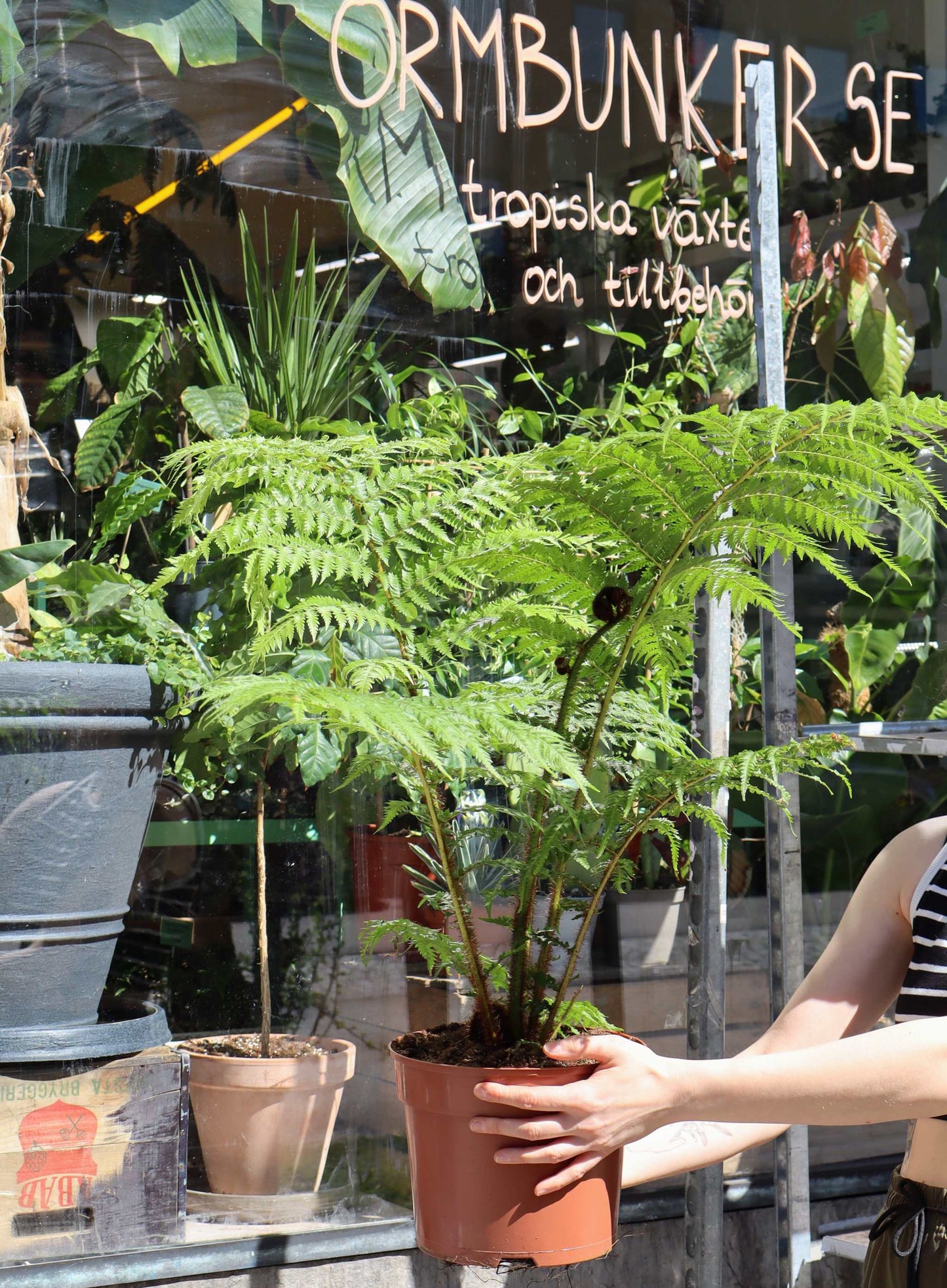 Cyathea cooperi | Tree fern