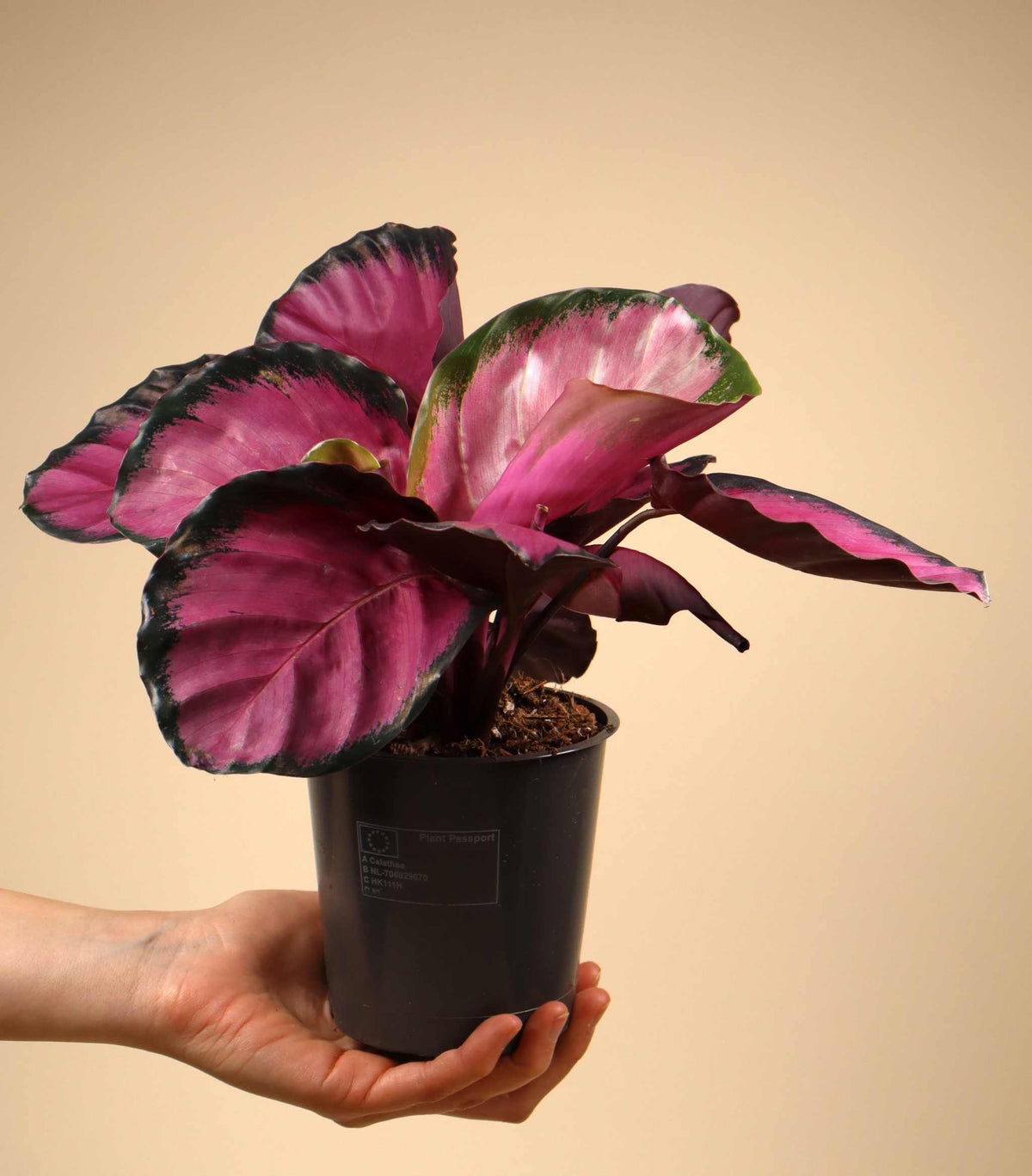Calathea roseopicta