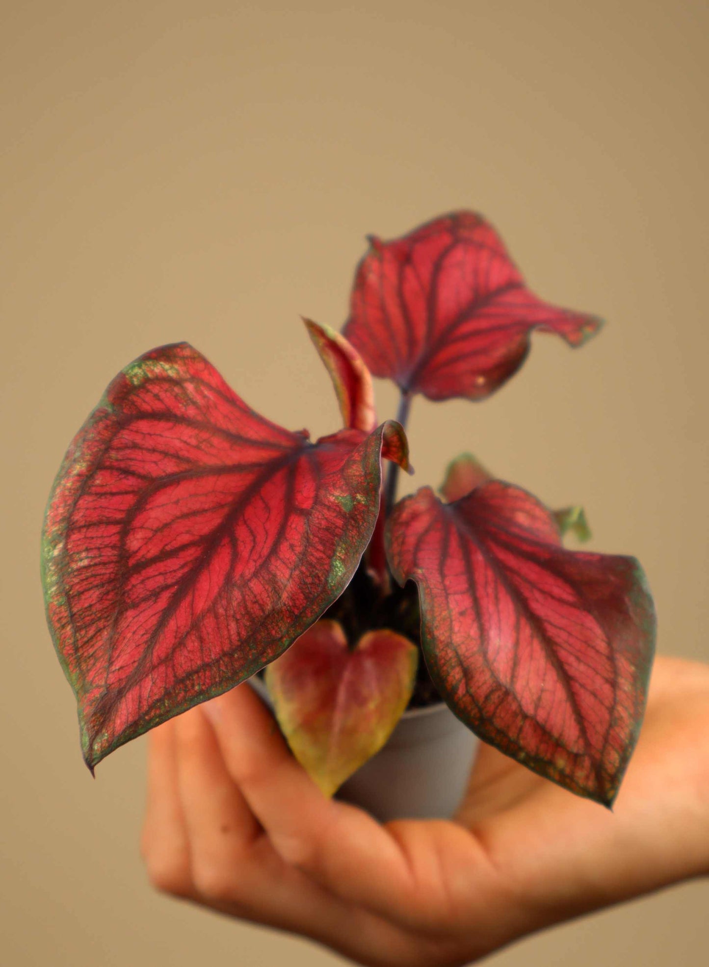 Caladium bicolor