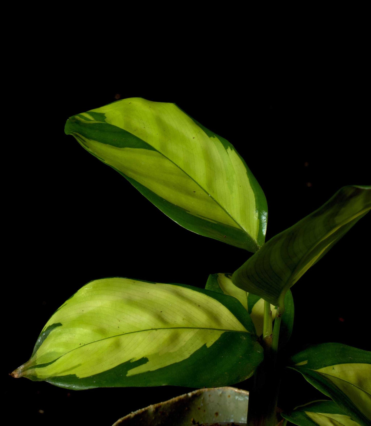 Ctenanthe Pilosa Golden Mosaic leaf