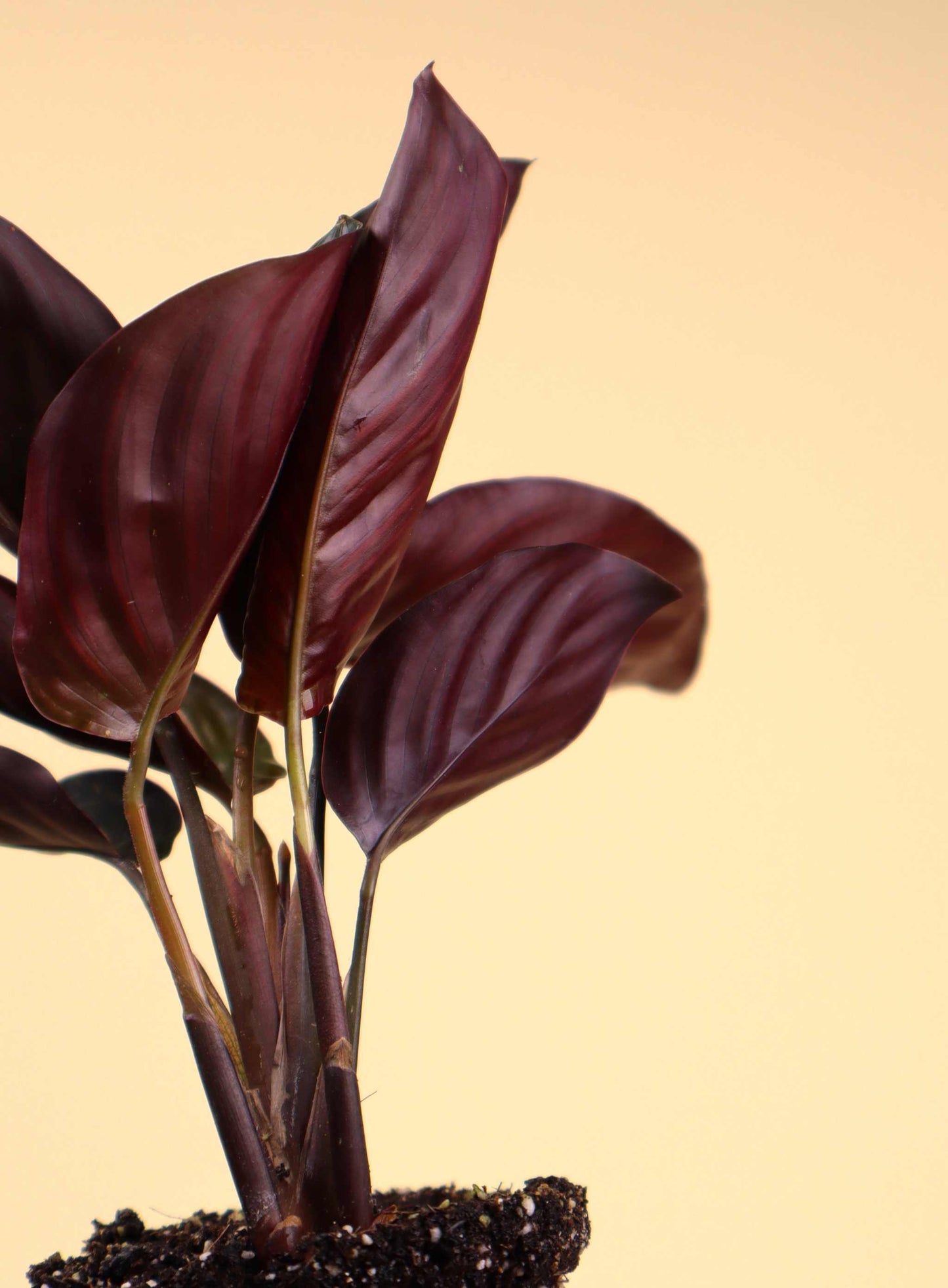 Goeppertia ornata 'Mieli'