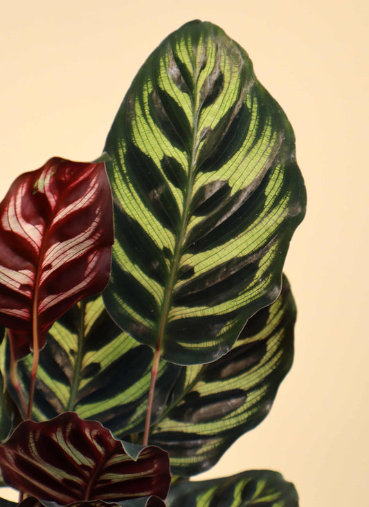 Calathea makoyana ' Påfågelsblad'