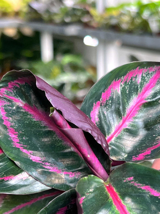 Calathea roseopicta 'Dottie'