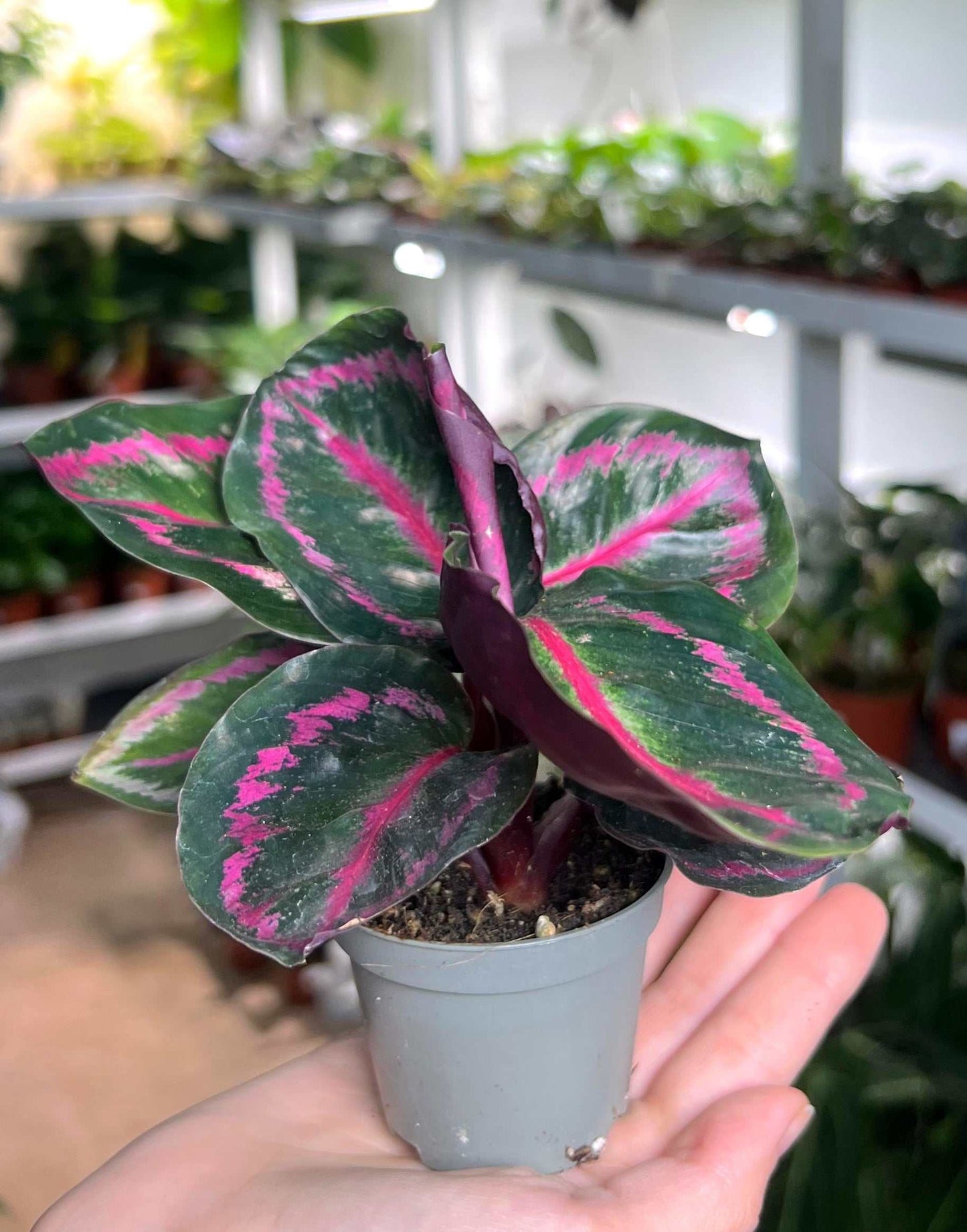 Calathea roseopicta 'Dottie'