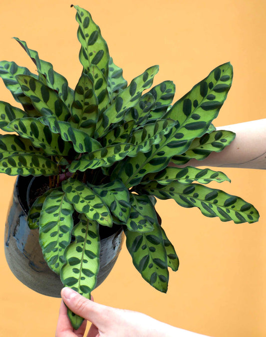 Calathea lancifolia 'Marmorblatt'