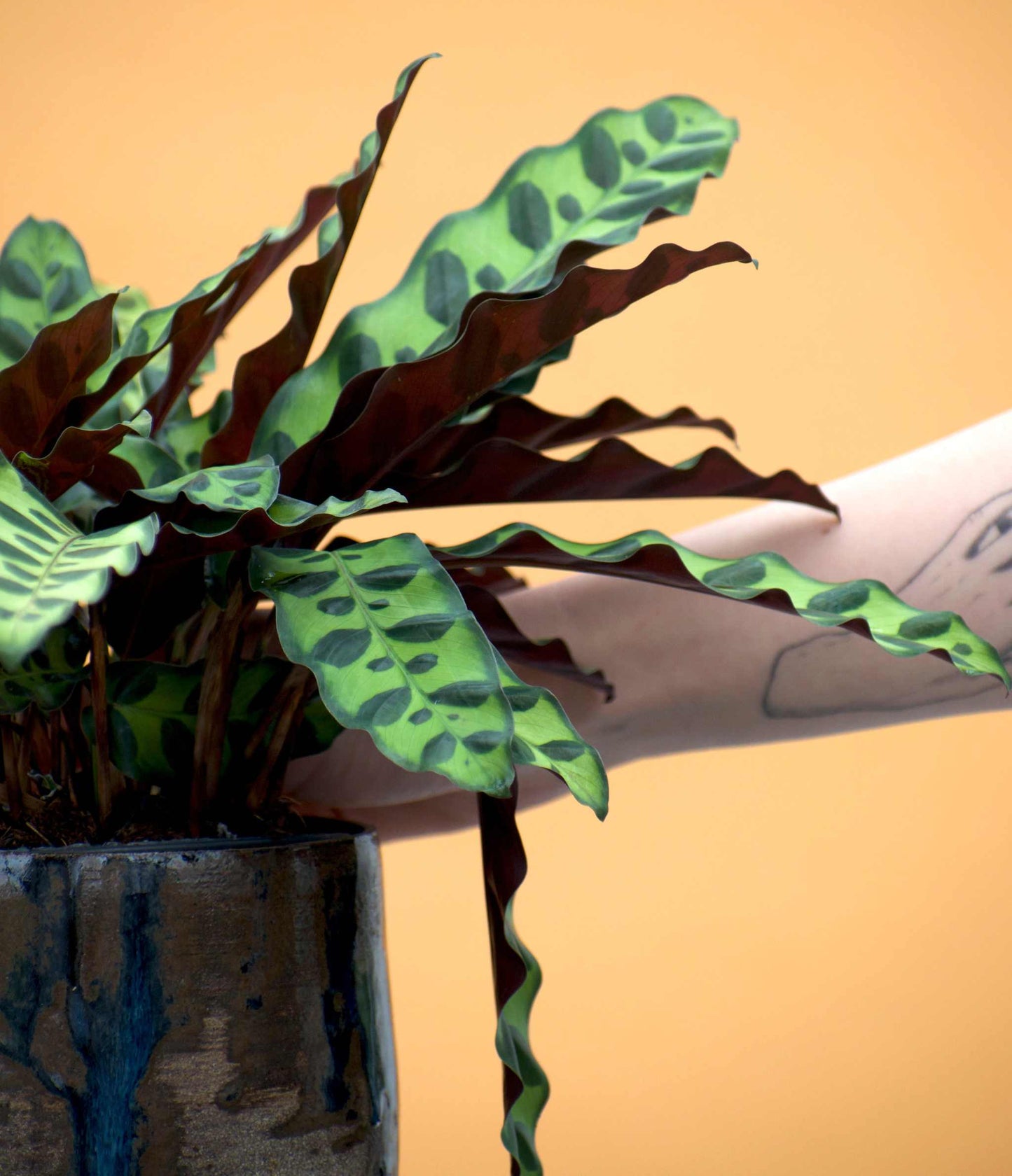 Calathea lancifolia 'Marmorblatt'