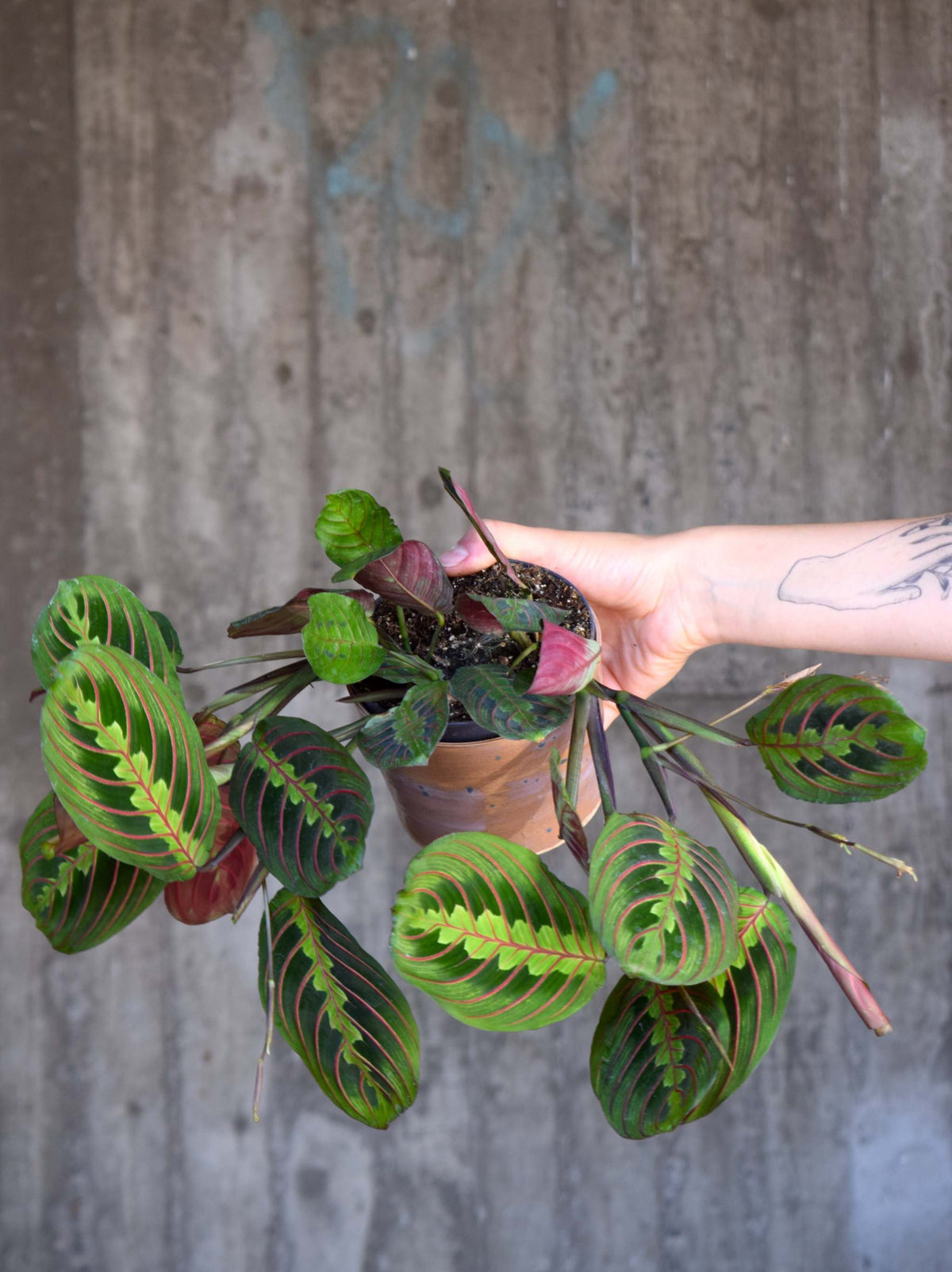 Moses stentavlor 'Maranta leuconeura' Tricolor