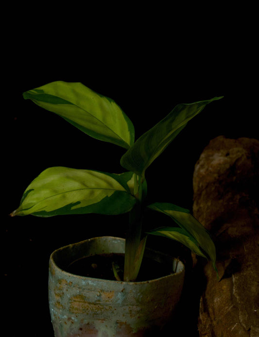 Ctenanthe Pilosa Golden Mosaic whole plants